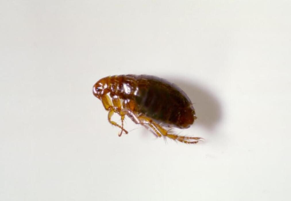 Images Lloyd Pest & Termite Control