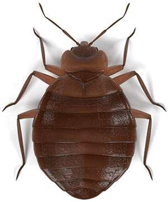 Images Lloyd Pest & Termite Control