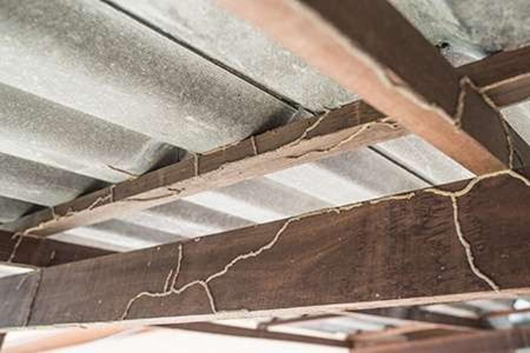 Images Lloyd Pest & Termite Control