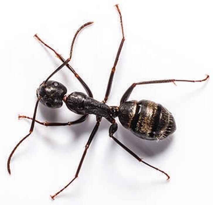 Images Lloyd Pest & Termite Control
