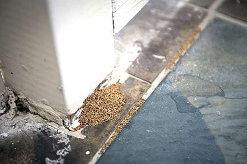 Images Lloyd Pest & Termite Control