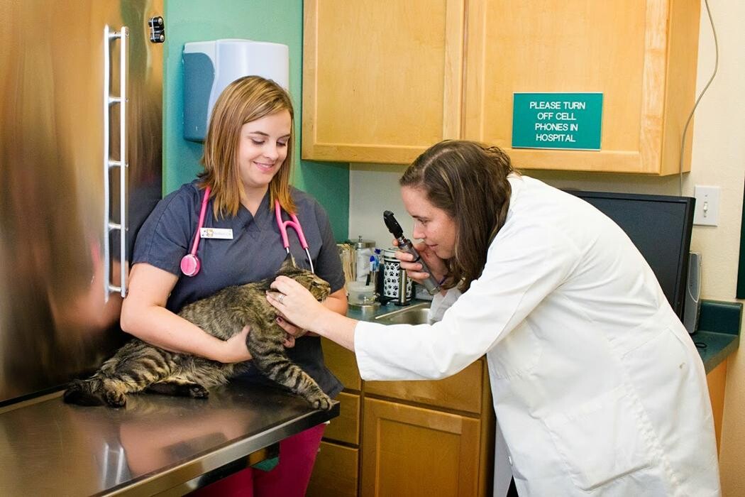 Images Indian Tree Animal Hospital