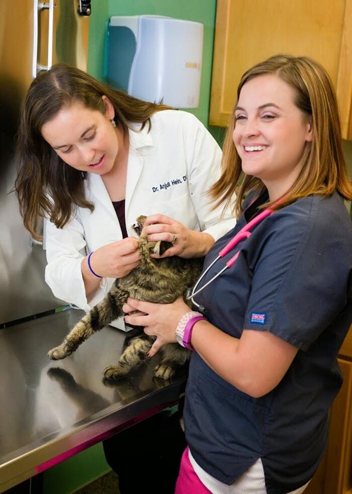 Images Indian Tree Animal Hospital