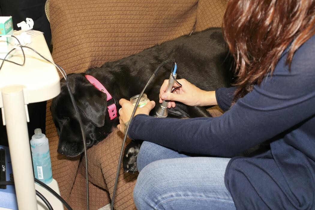 Images Skippack Animal Hospital