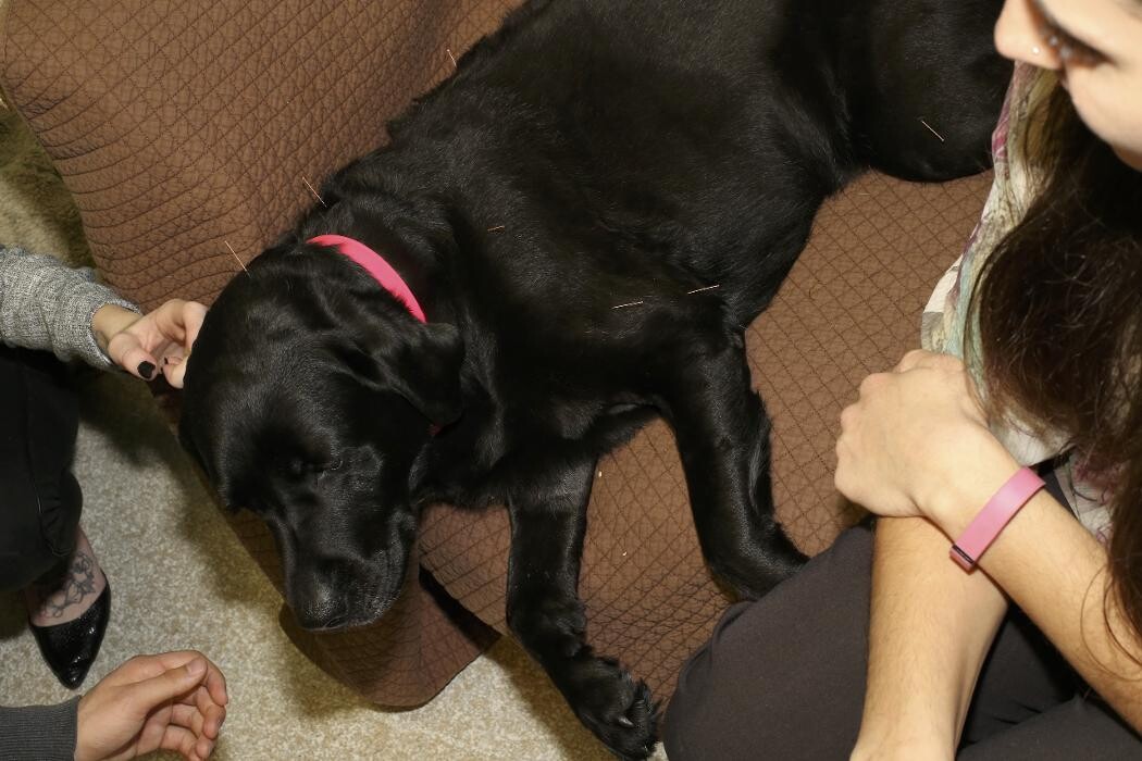 Images Skippack Animal Hospital