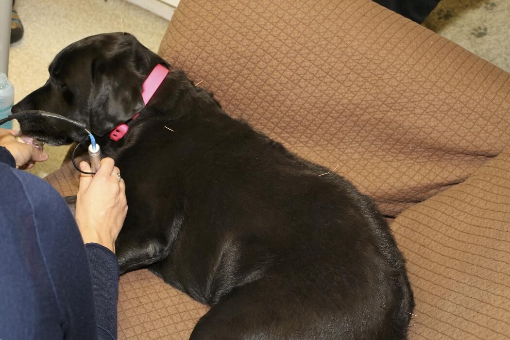 Images Skippack Animal Hospital