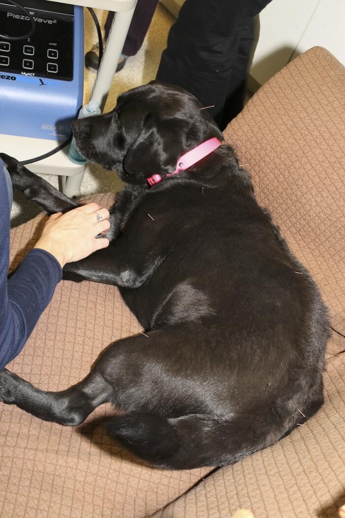 Images Skippack Animal Hospital