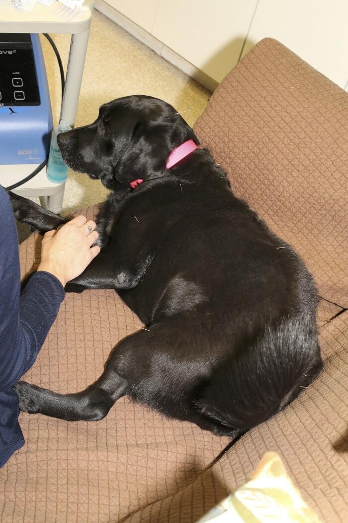 Images Skippack Animal Hospital