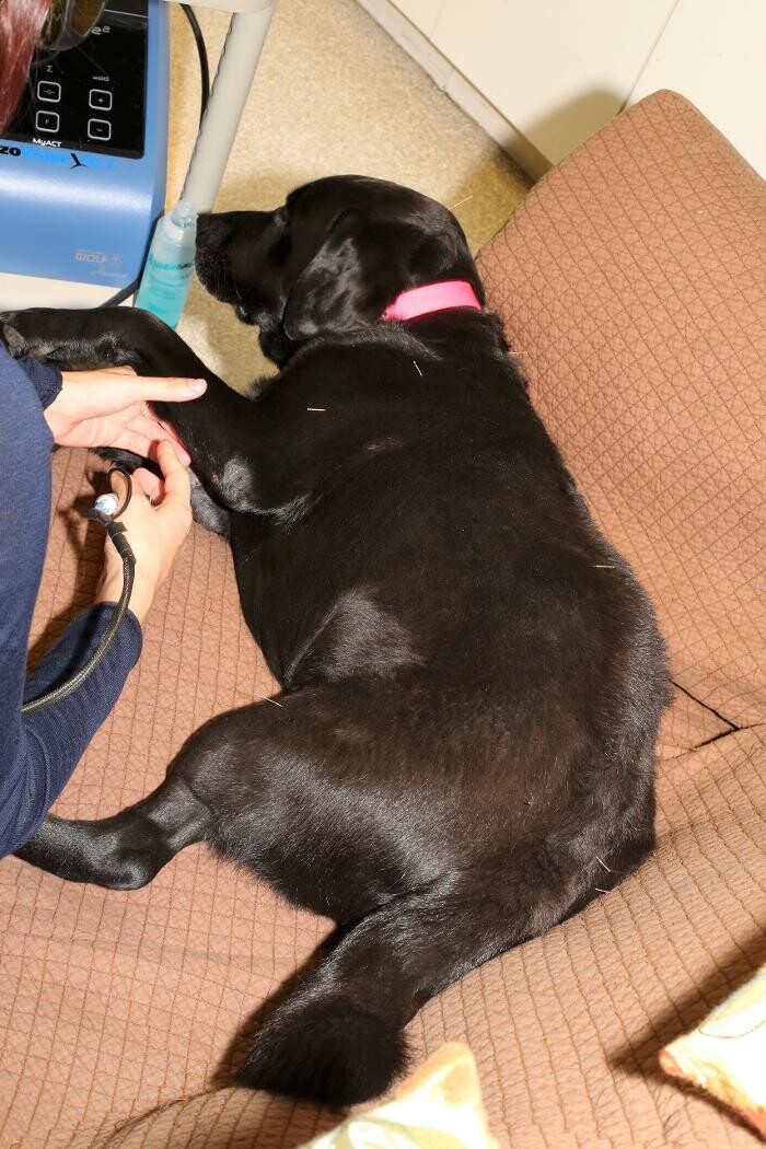 Images Skippack Animal Hospital