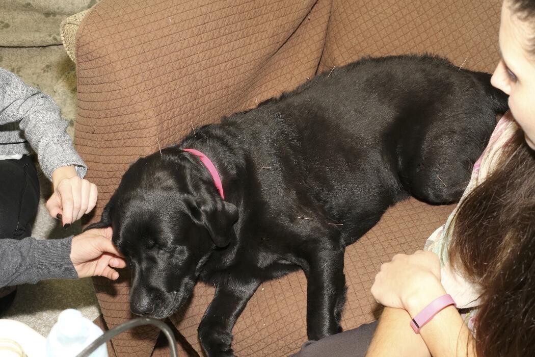Images Skippack Animal Hospital