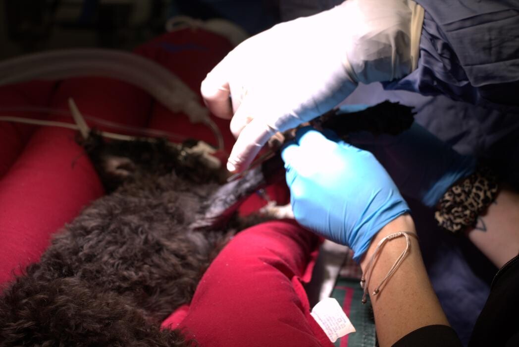 Images Westside Family Pet Clinic