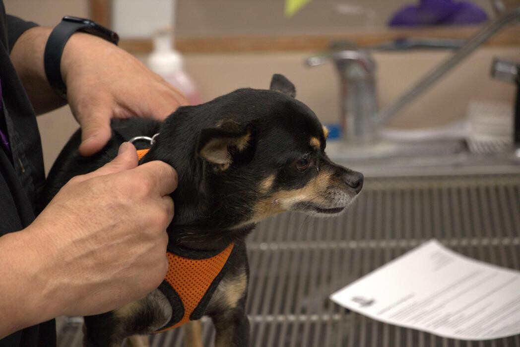 Images Westside Family Pet Clinic