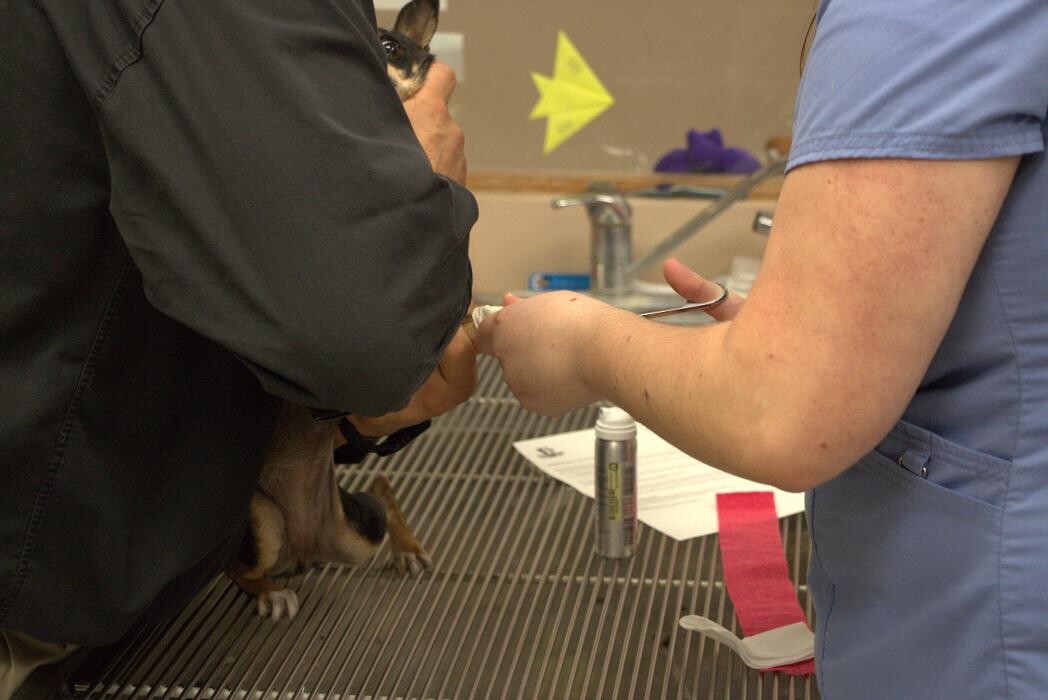 Images Westside Family Pet Clinic