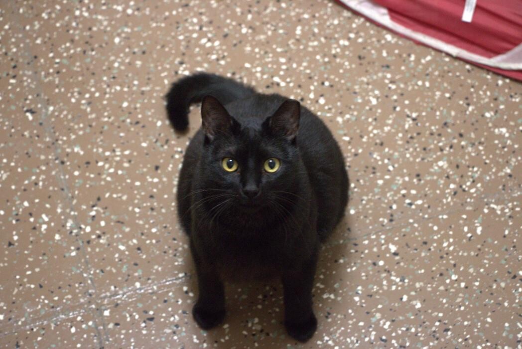 Images Westside Family Pet Clinic