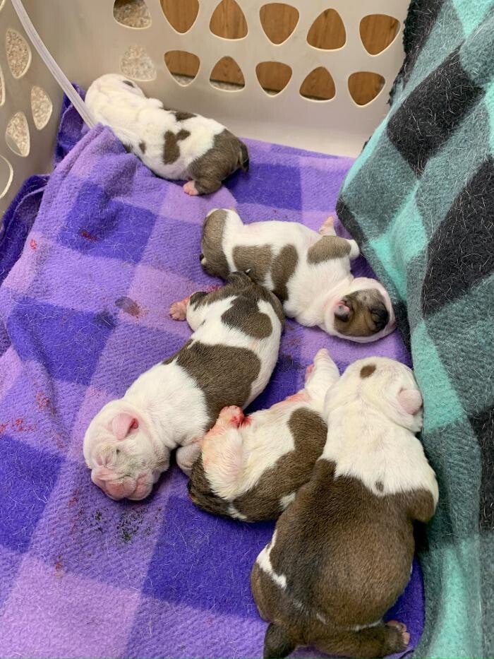 Images Westside Family Pet Clinic