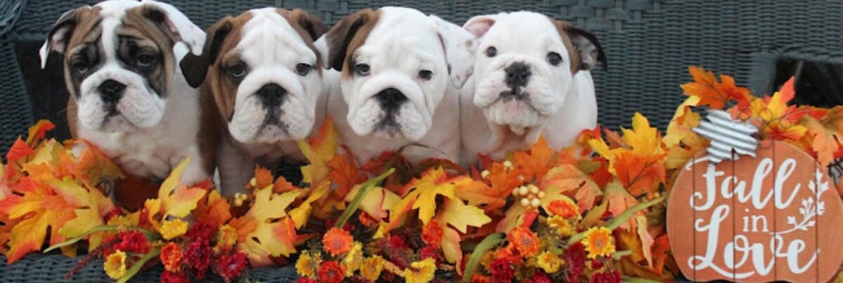 Images Animal Wellness Clinic of Tamarac