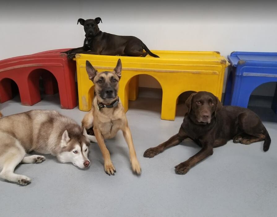 Images Dr. Dave's Doggy Daycare, Boarding, & Grooming