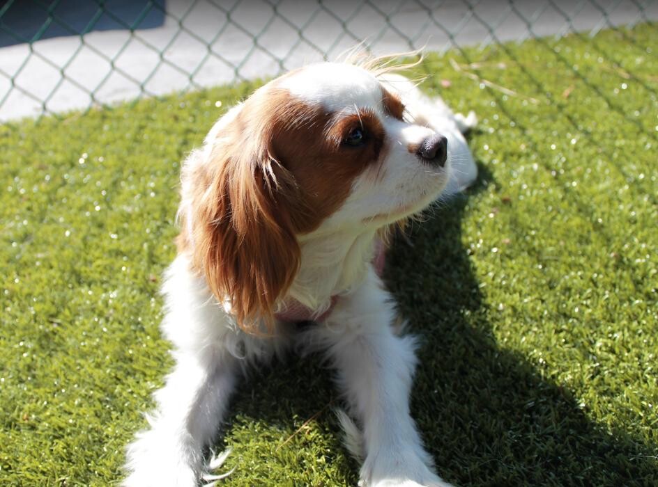 Images Dr. Dave's Doggy Daycare, Boarding, & Grooming