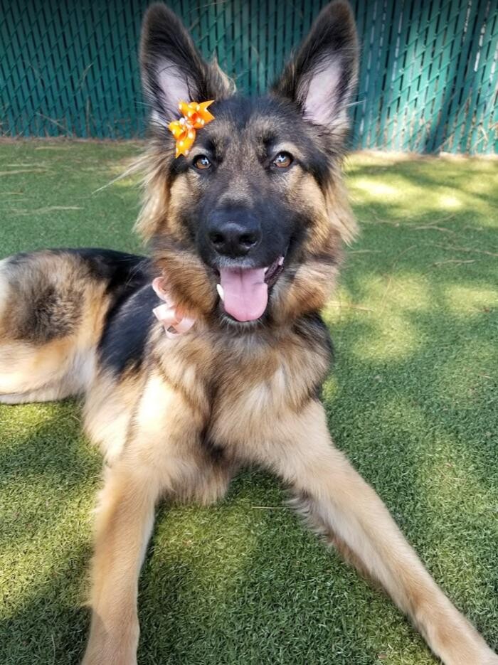 Images Dr. Dave's Doggy Daycare, Boarding, & Grooming