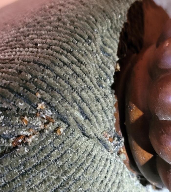 Images Windy City Bed Bug Specialists