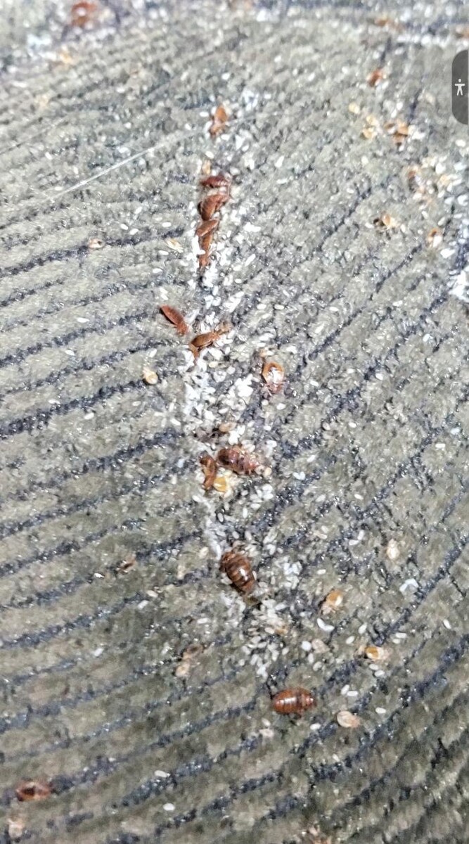 Images Windy City Bed Bug Specialists