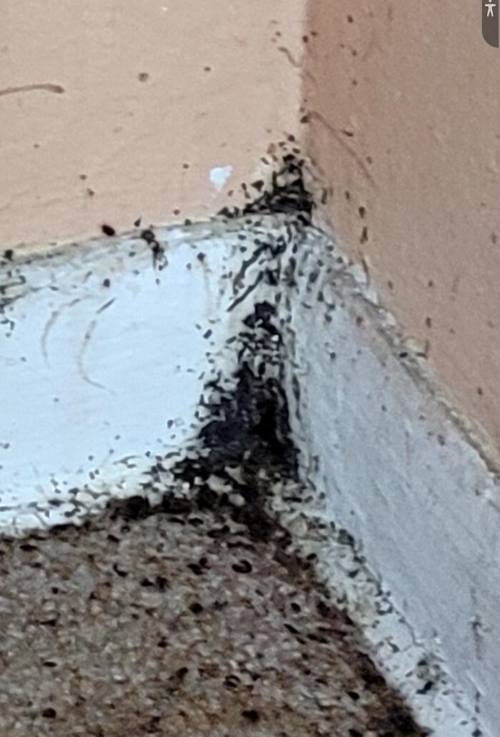 Images Windy City Bed Bug Specialists
