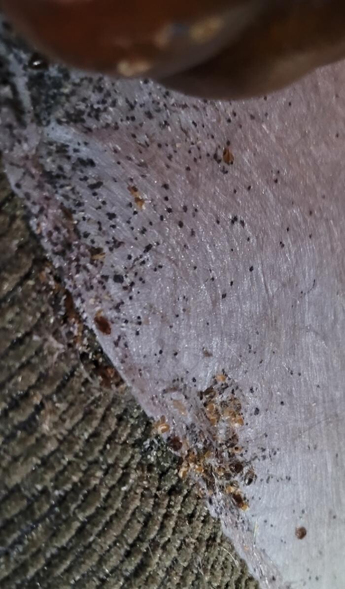 Images Windy City Bed Bug Specialists