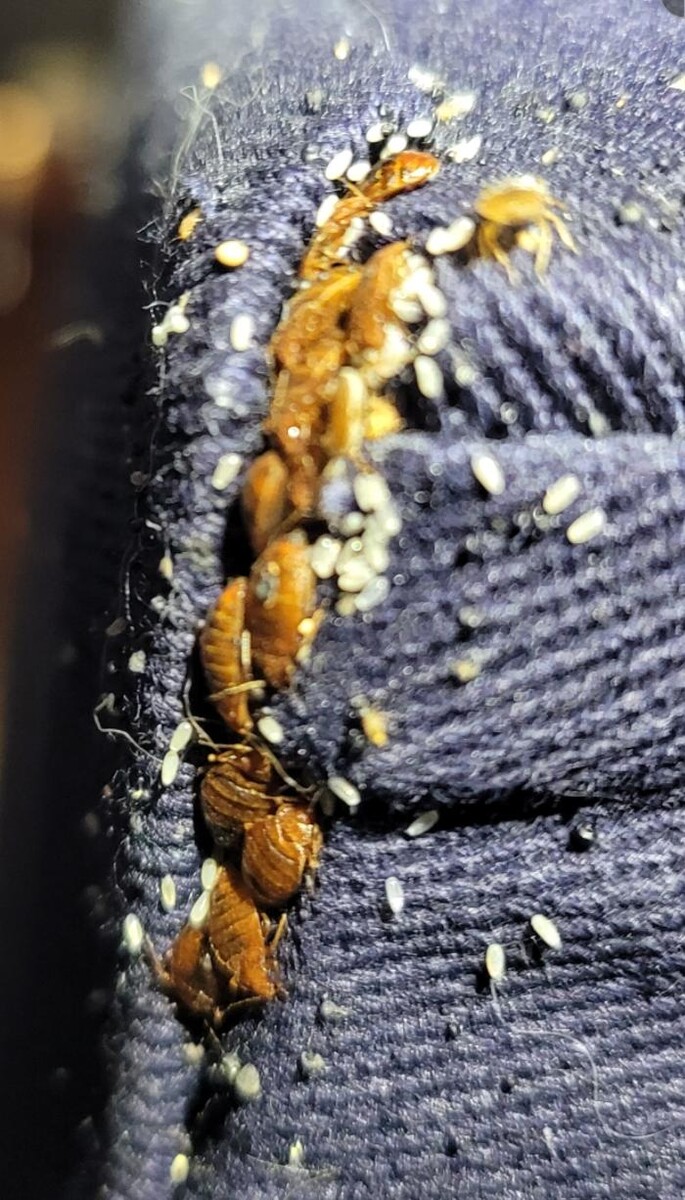 Images Windy City Bed Bug Specialists