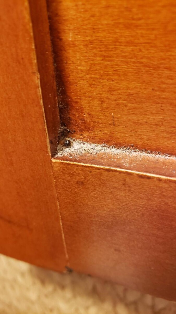 Images Windy City Bed Bug Specialists
