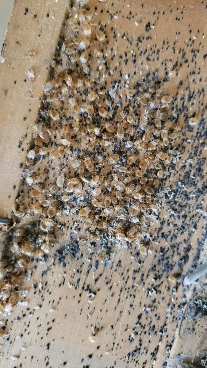 Images Windy City Bed Bug Specialists