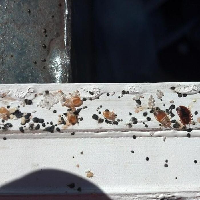 Images Windy City Bed Bug Specialists