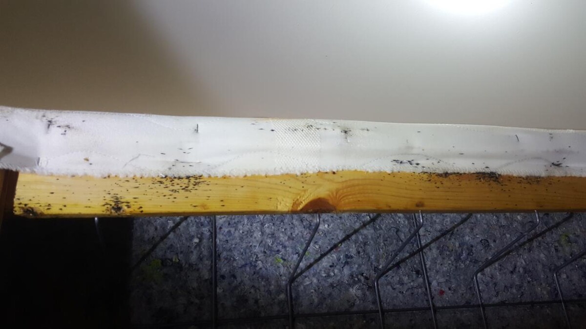 Images Windy City Bed Bug Specialists