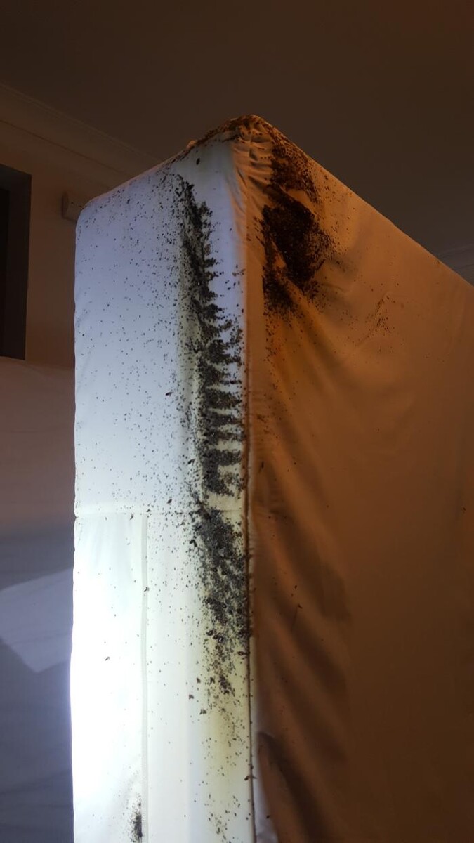 Images Windy City Bed Bug Specialists