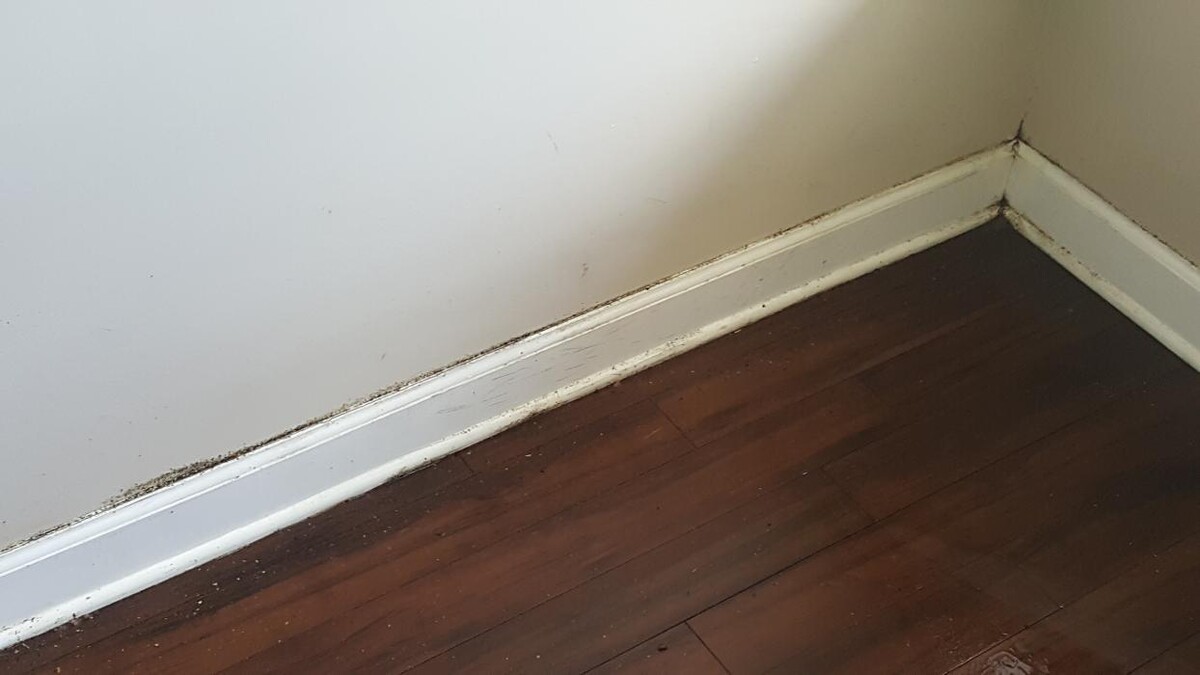 Images Windy City Bed Bug Specialists
