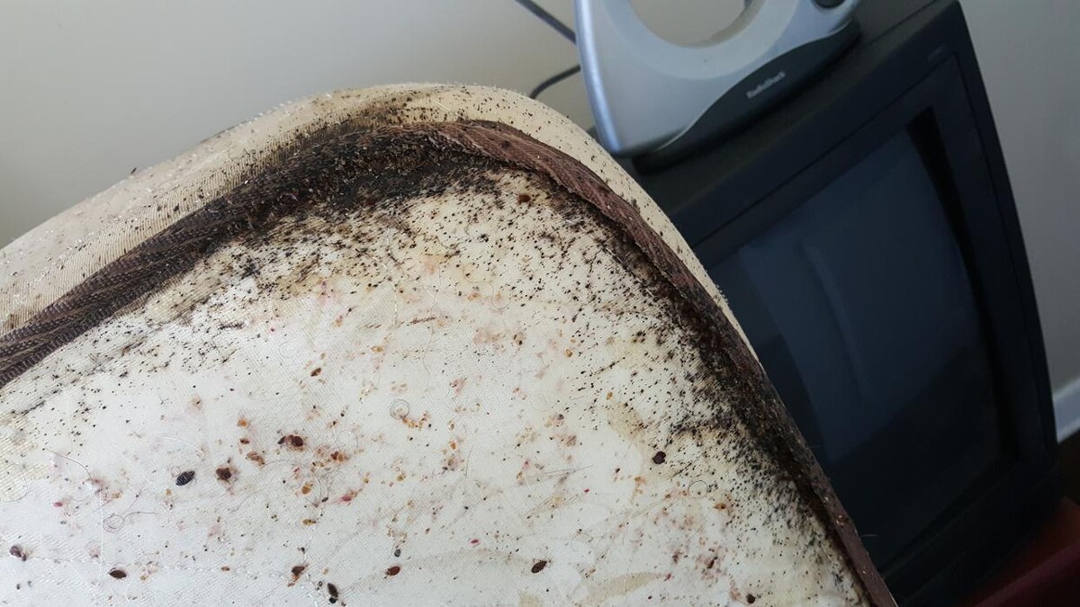 Images Windy City Bed Bug Specialists