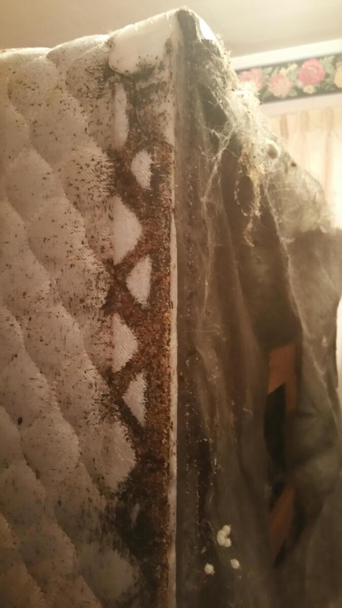 Images Windy City Bed Bug Specialists