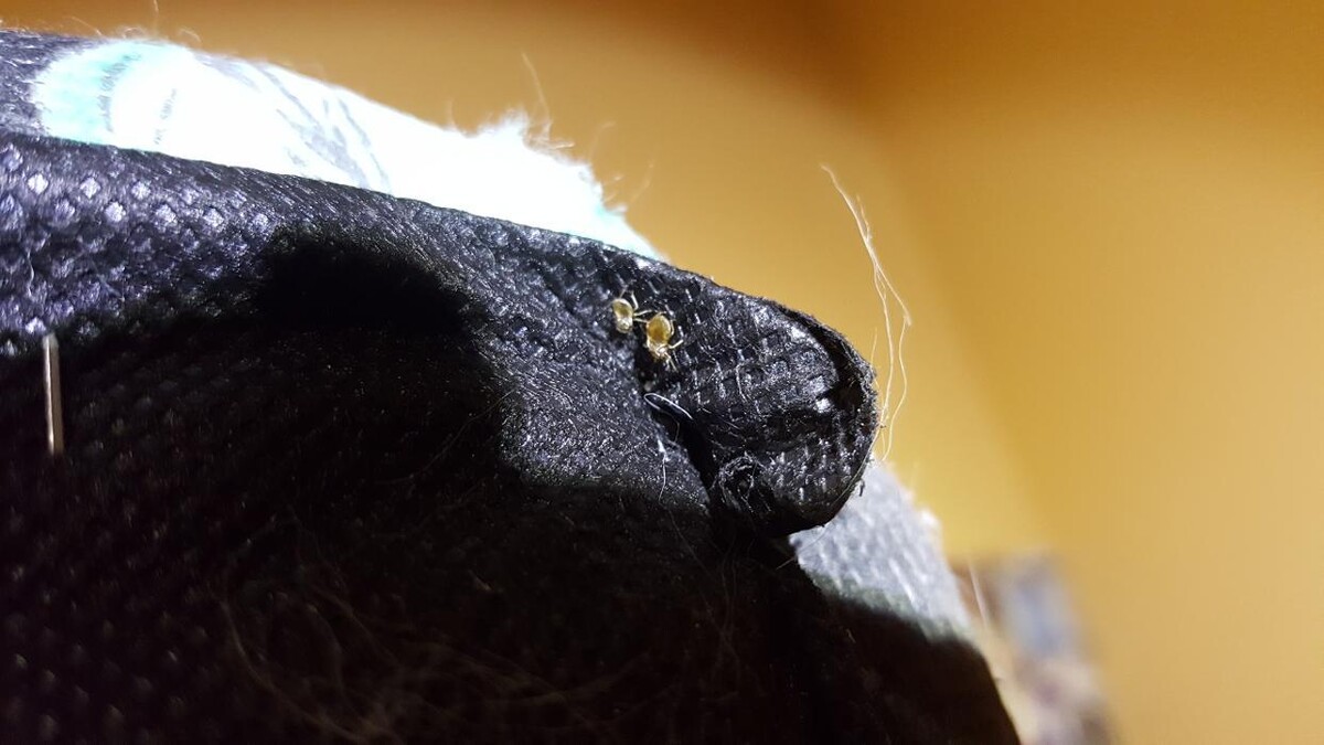 Images Windy City Bed Bug Specialists
