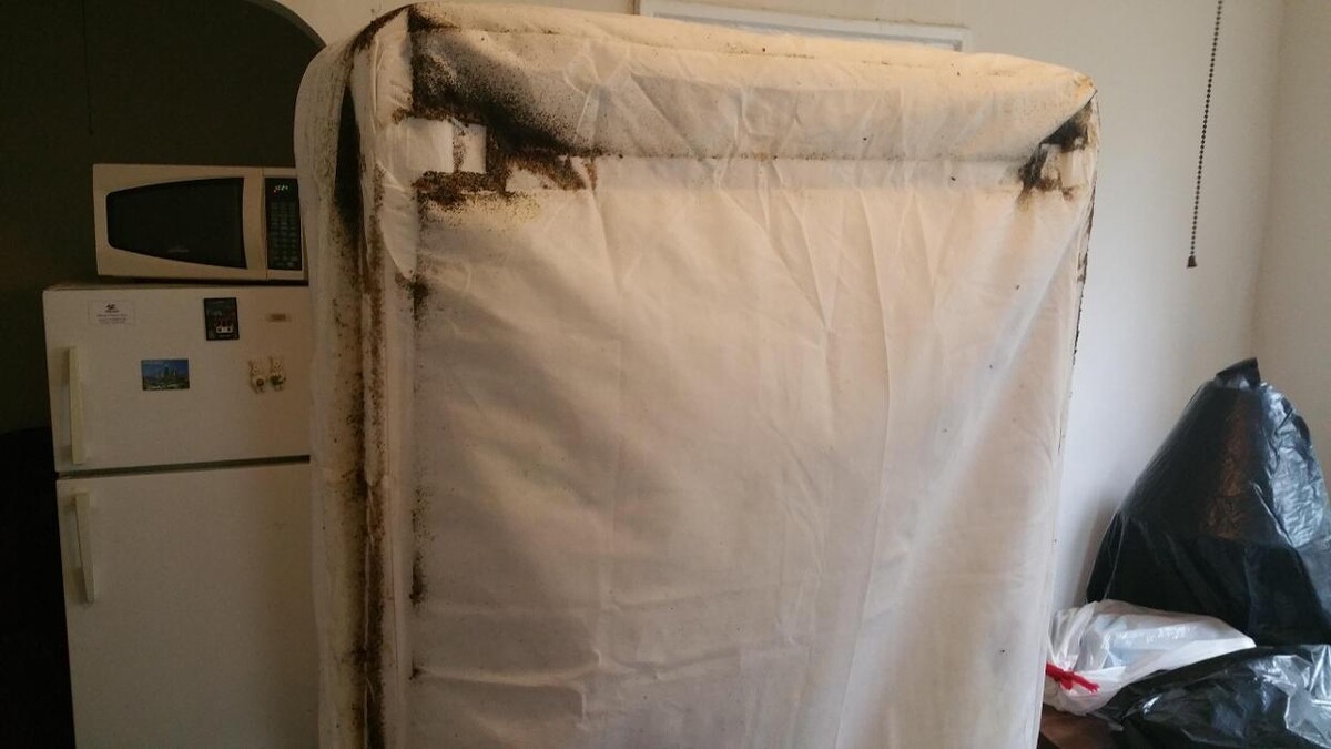 Images Windy City Bed Bug Specialists
