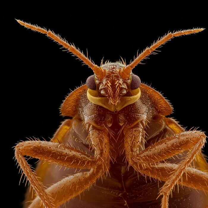 Images Windy City Bed Bug Specialists
