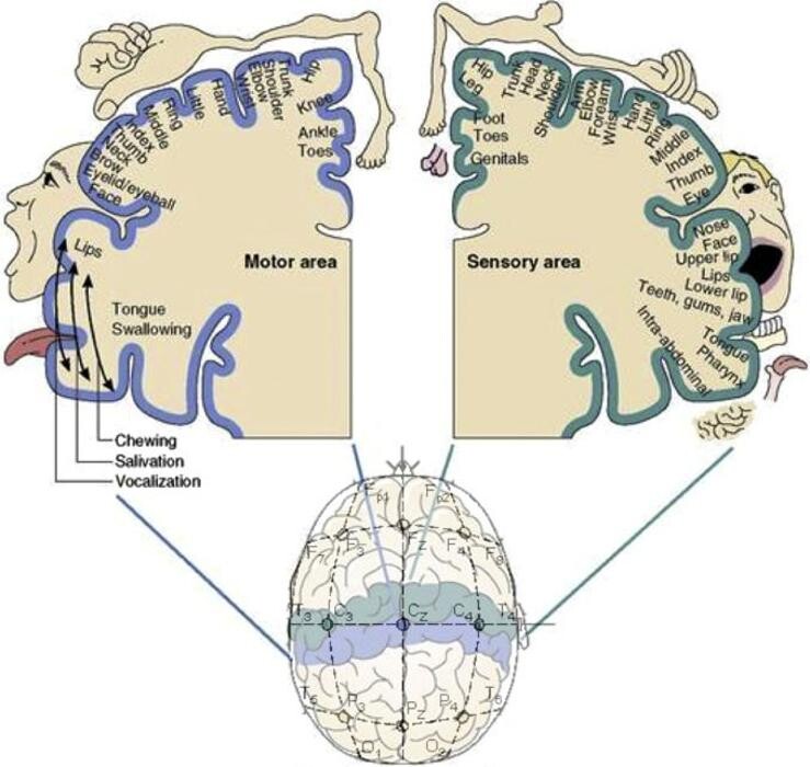 Images SoundBrain