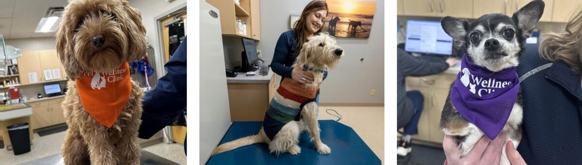 Images Noblesville Pet Wellness Clinic