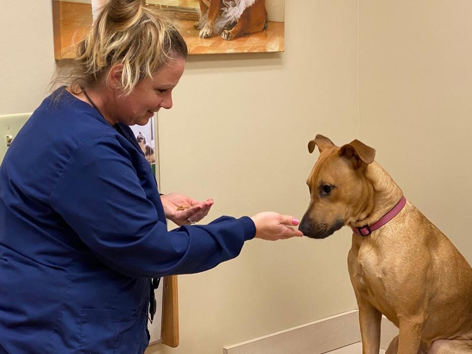 Images Noblesville Pet Wellness Clinic