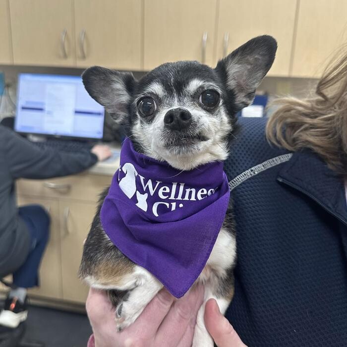 Images Noblesville Pet Wellness Clinic