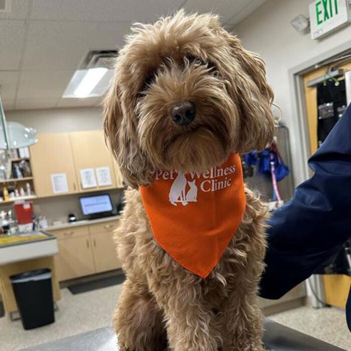 Images Noblesville Pet Wellness Clinic