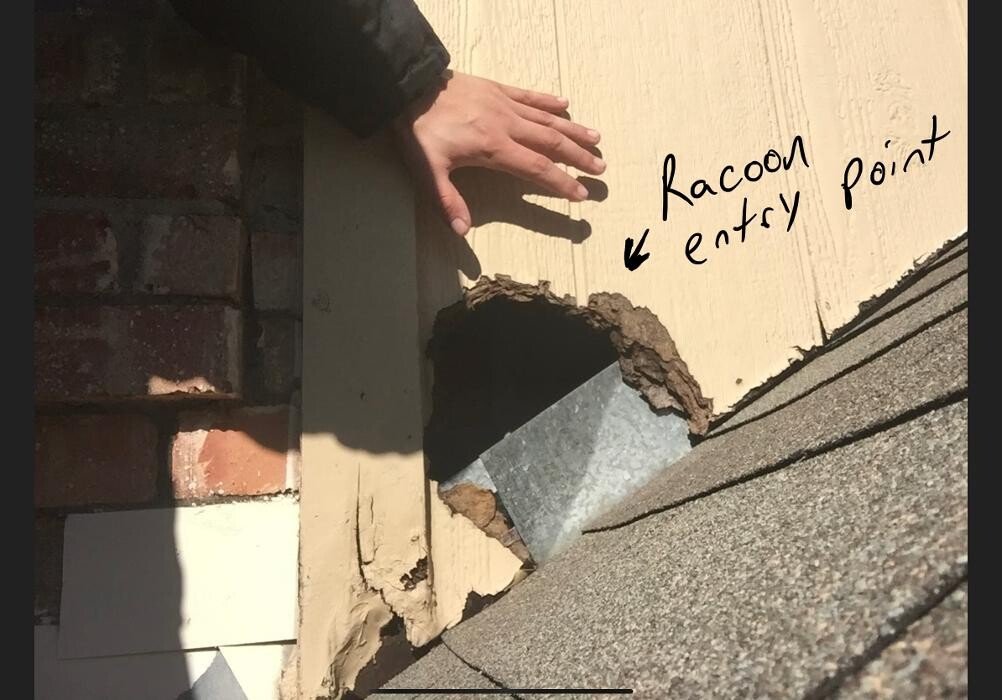 Images SafeHaven Pest Control