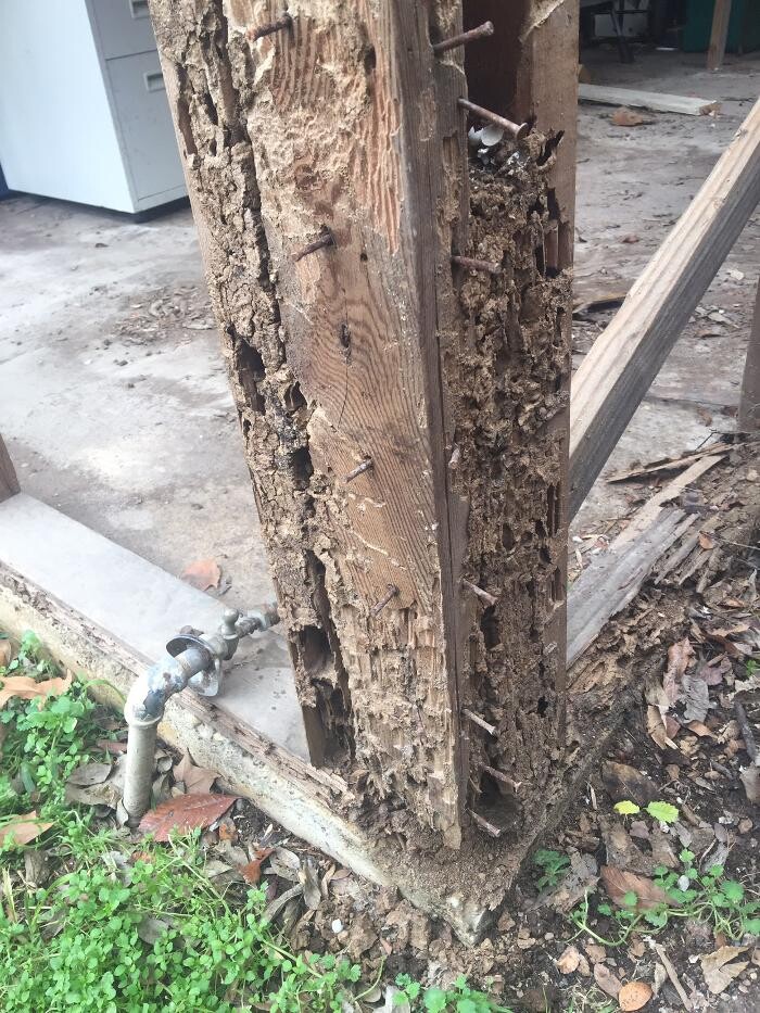 Images SafeHaven Pest Control