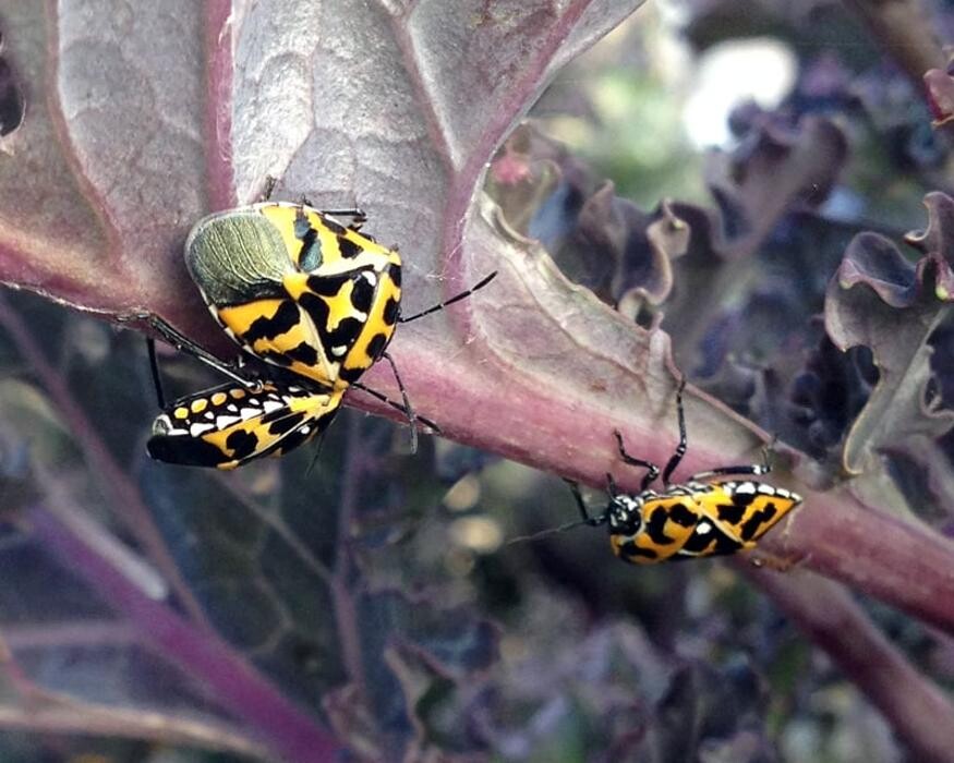 Images SafeHaven Pest Control