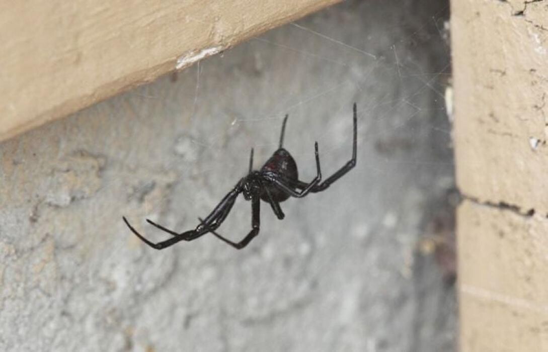 Images SafeHaven Pest Control