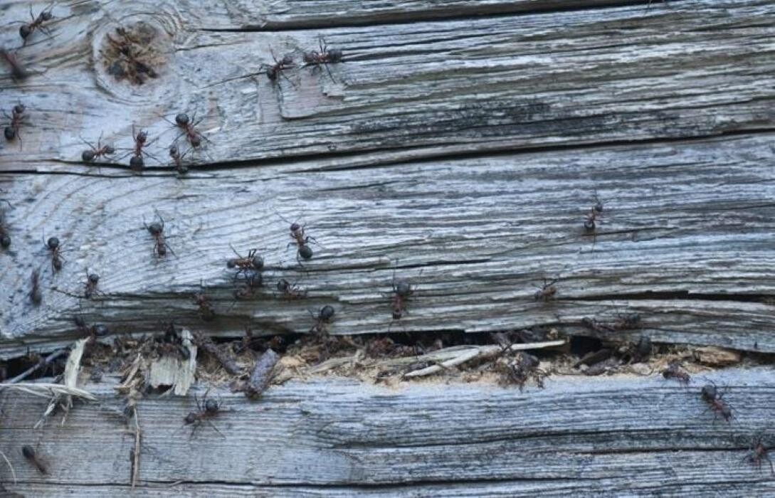 Images SafeHaven Pest Control