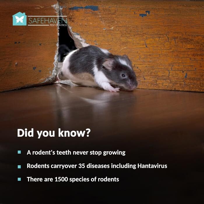 Images SafeHaven Pest Control